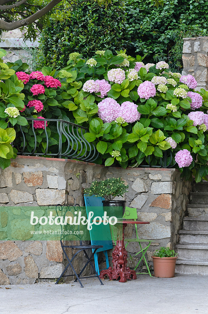 569063 - Seating area with hydrangeas (Hydrangea), Grimaud, France