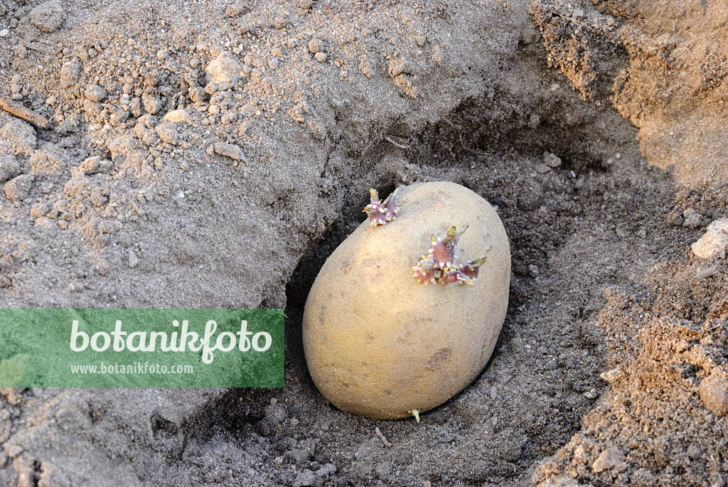 479076 - Seed potatoes 479076 - Seed potatoes
