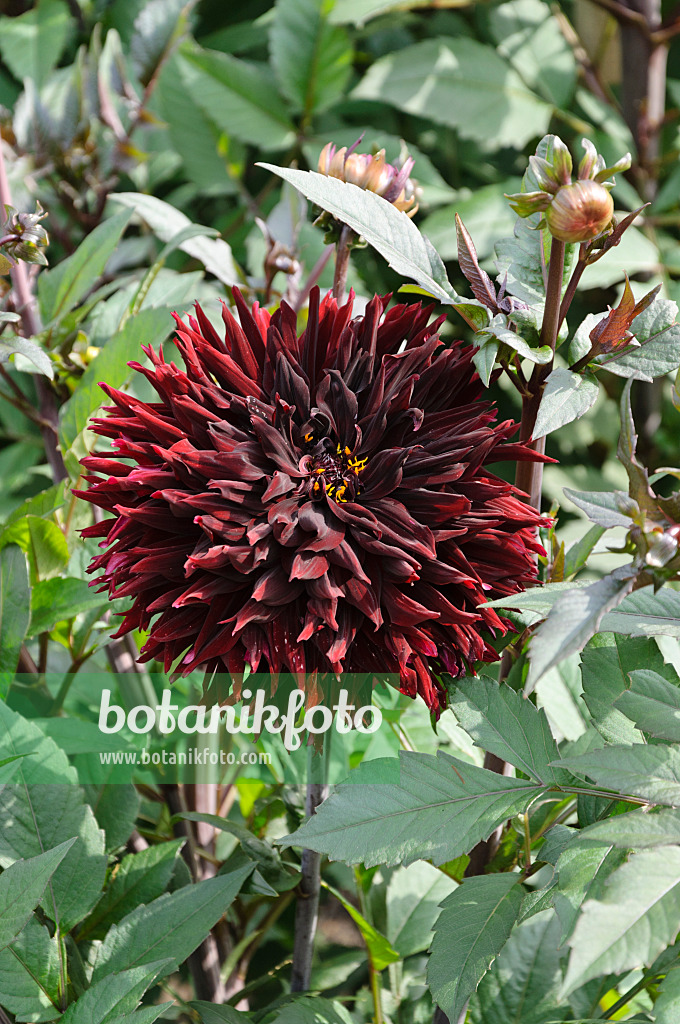 487149 - Semi-cactus dahlia (Dahlia Black Jack)