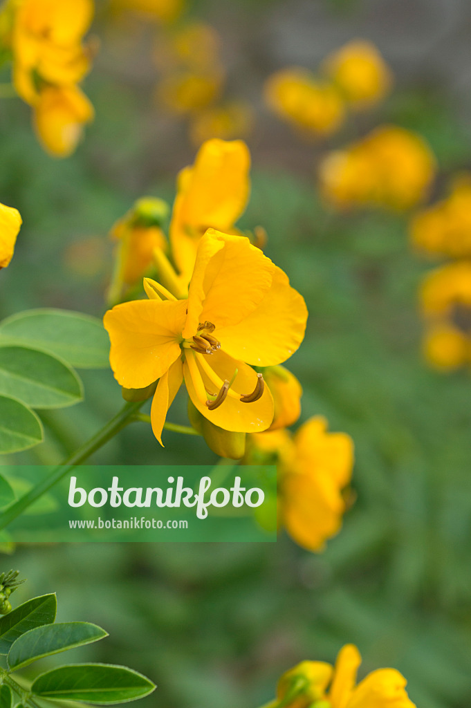 511206 - Senna (Senna x floribunda syn. Cassia floribunda)