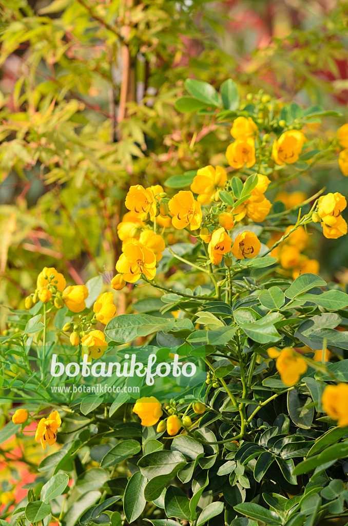 534422 - Senna (Senna x floribunda syn. Cassia floribunda)