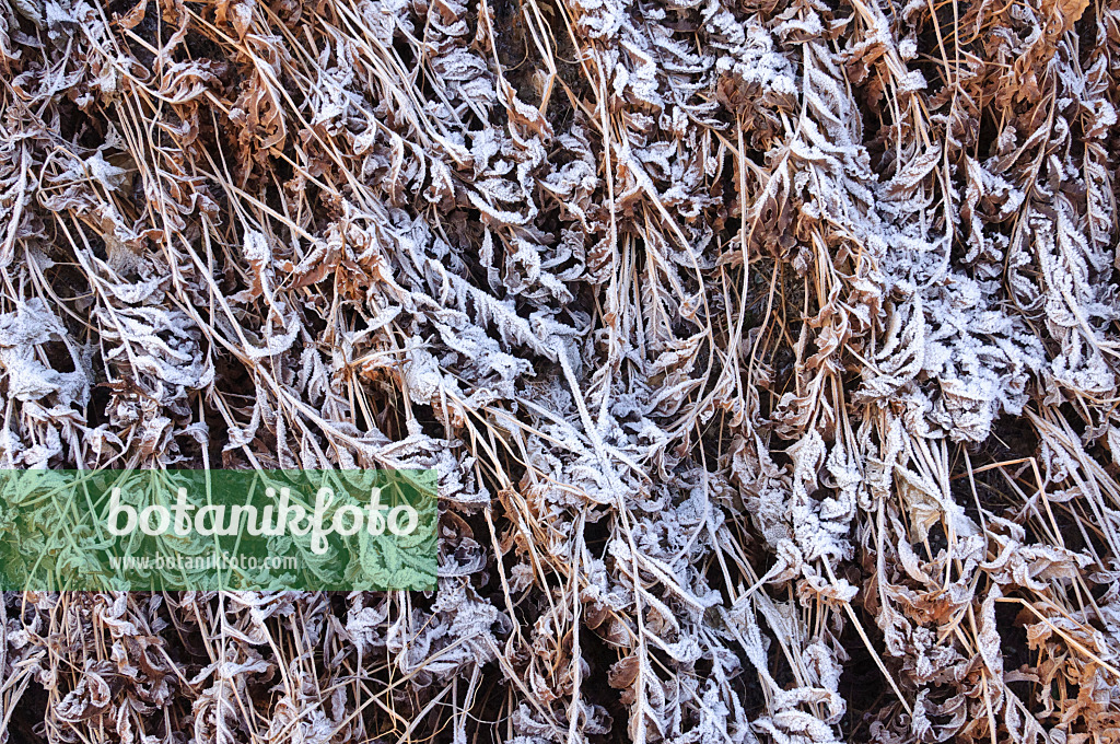 467088 - Sensitive fern (Onoclea sensibilis) with hoar frost