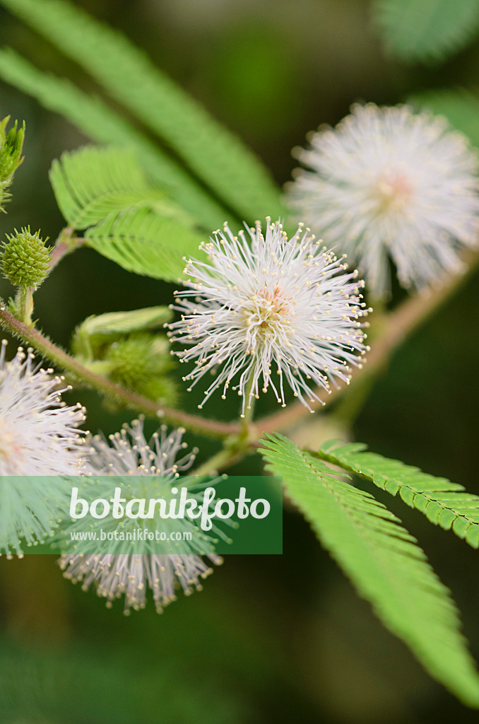 521515 - Sensitive plant (Mimosa polycarpa var. spegazzinii)