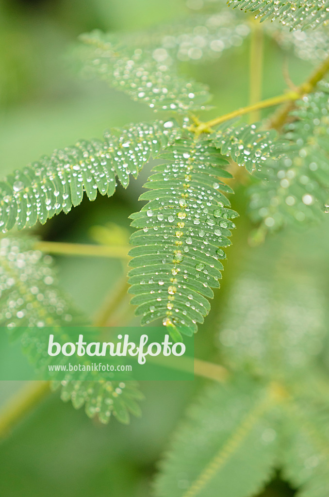 535055 - Sensitive plant (Mimosa pudica)