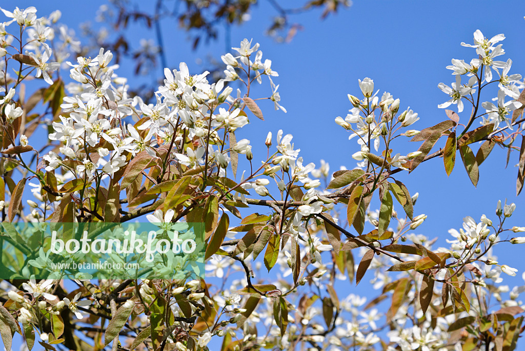 479071 - Service berry (Amelanchier)