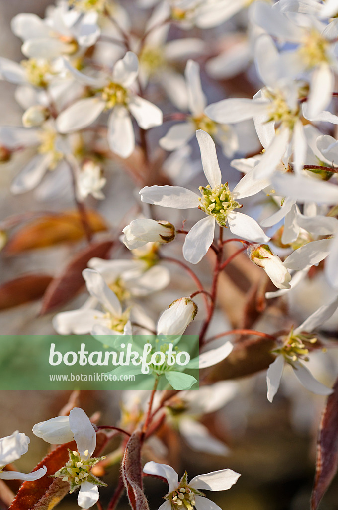 483299 - Service berry (Amelanchier)