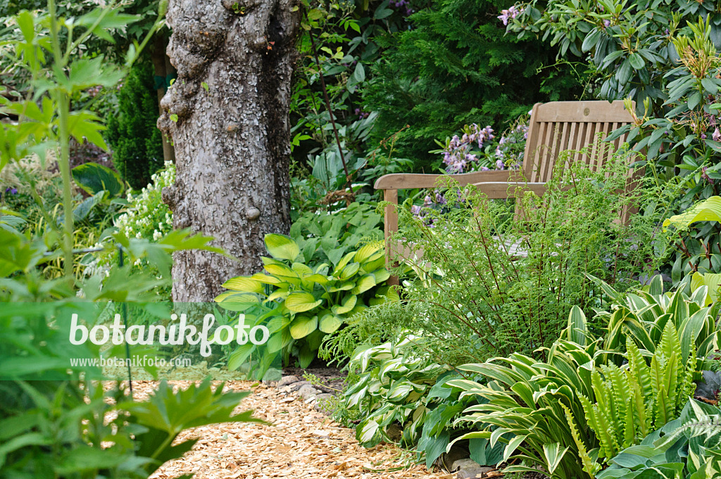 473108 - Shady garden with hostas and ferns