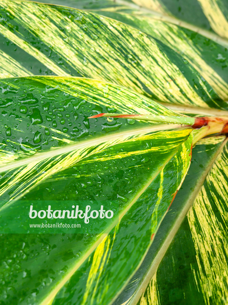 434029 - Shell ginger (Alpinia zerumbet 'Variegata')