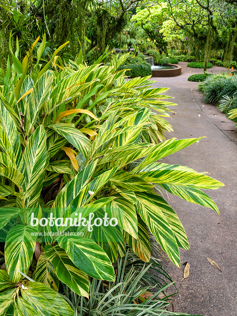 434407 - Shell ginger (Alpinia zerumbet 'Variegata')