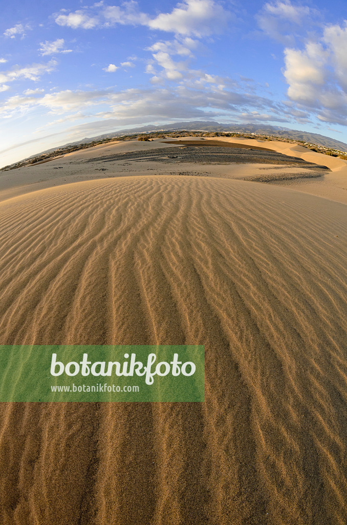 564234 - Shifting sand dunes in the evening, Maspalomas, Gran Canaria, Spain