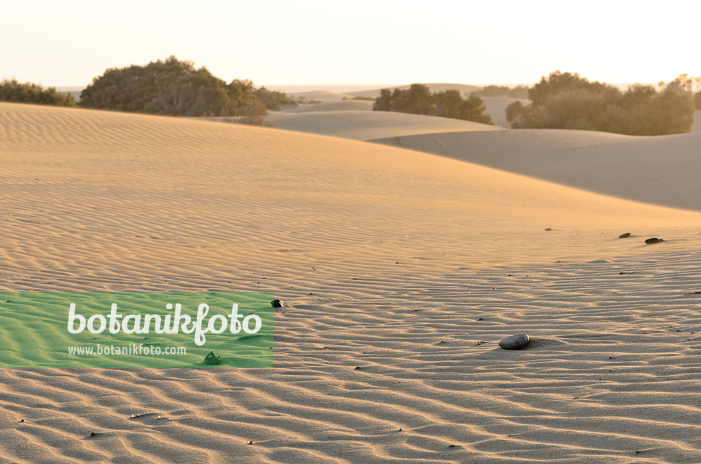 564057 - Shifting sand dunes, Maspalomas, Gran Canaria, Spain