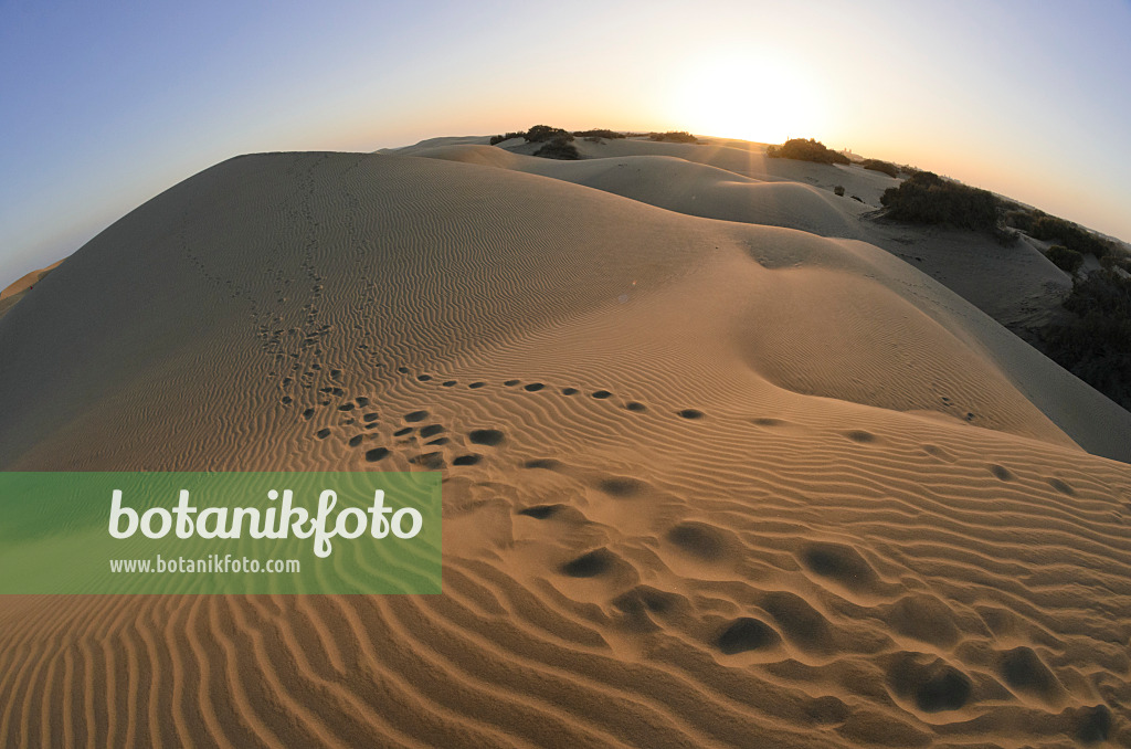 564061 - Shifting sand dunes, Maspalomas, Gran Canaria, Spain