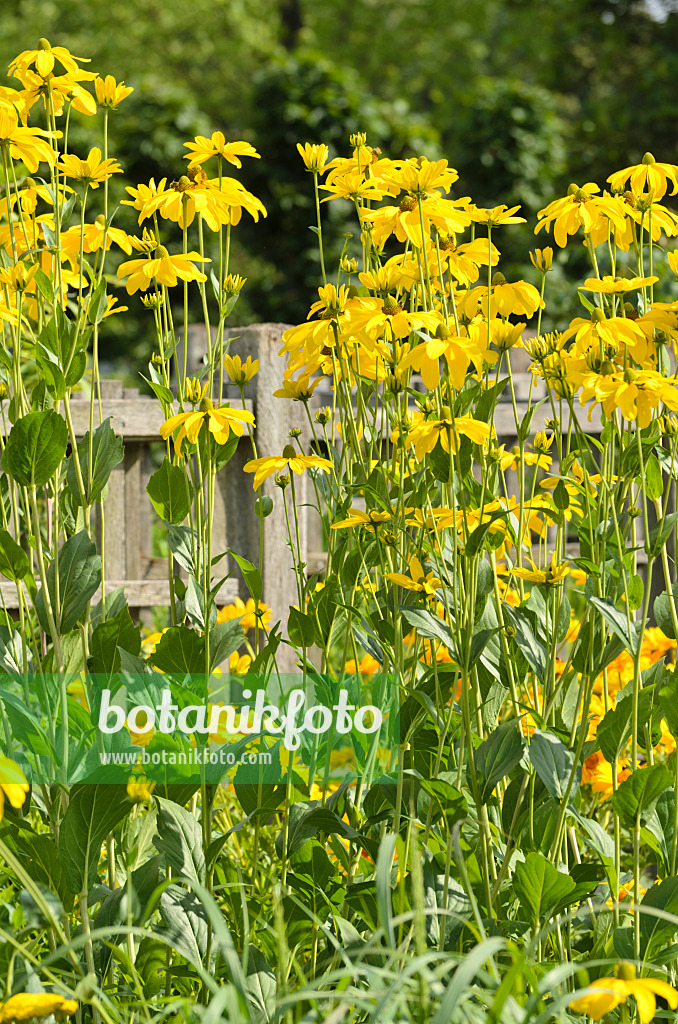 498134 - Shiny cone flower (Rudbeckia nitida 'Juligold')