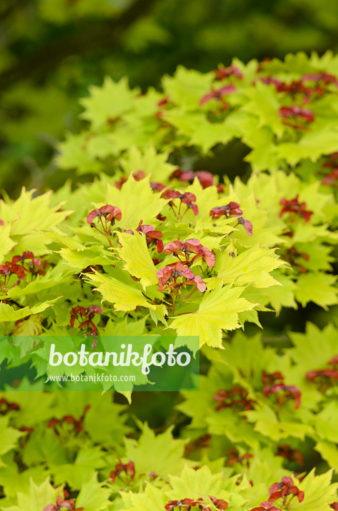 533534 - Shirasawa's maple (Acer shirasawanum 'Aureum')