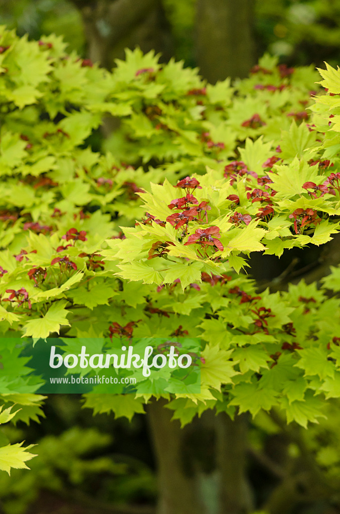 533535 - Shirasawa's maple (Acer shirasawanum 'Aureum')