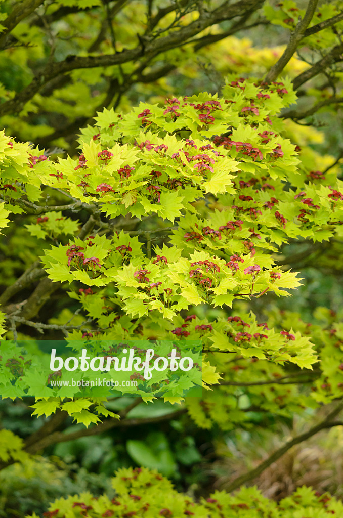 533536 - Shirasawa's maple (Acer shirasawanum 'Aureum')