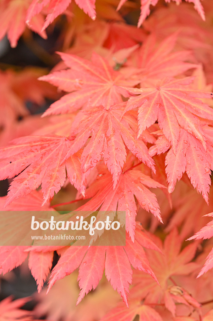 520378 - Shirasawa's maple (Acer shirasawanum 'Autumn Moon')