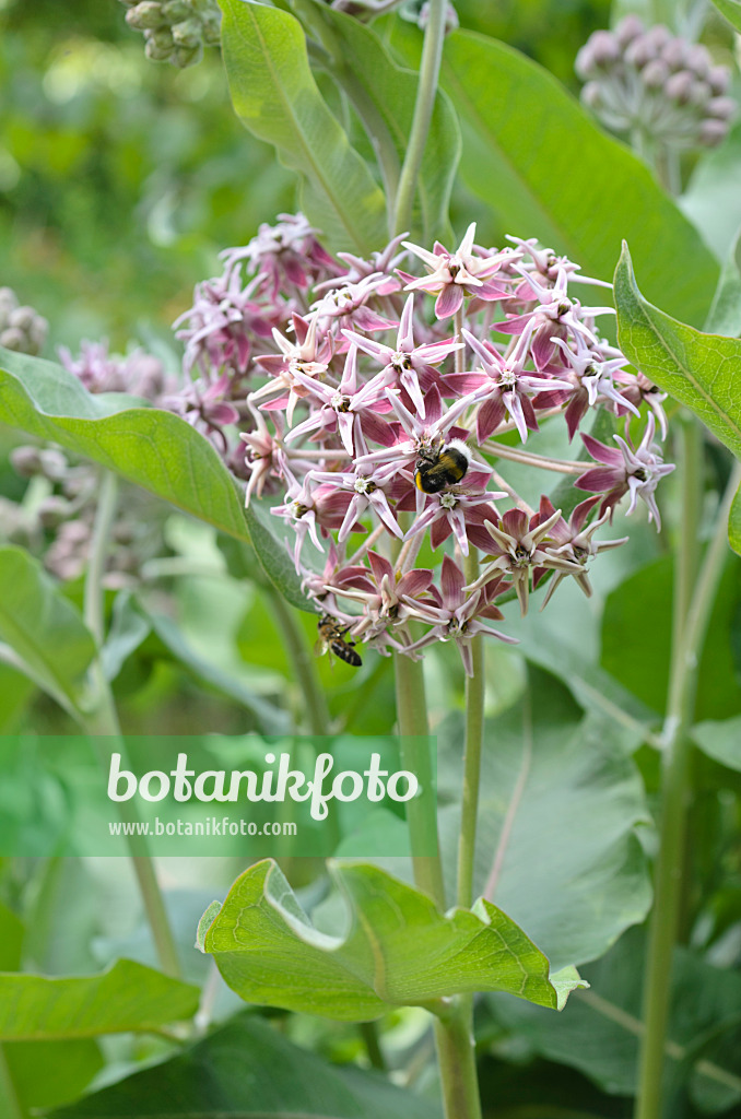 497089 - Showy milkweed (Asclepias speciosa)