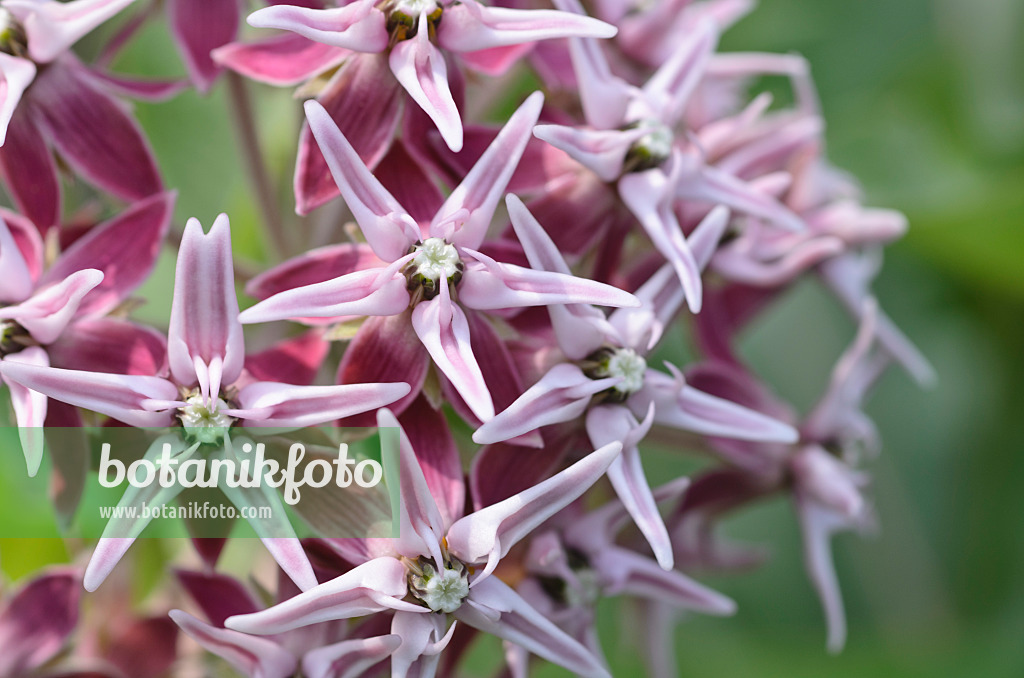 497091 - Showy milkweed (Asclepias speciosa)