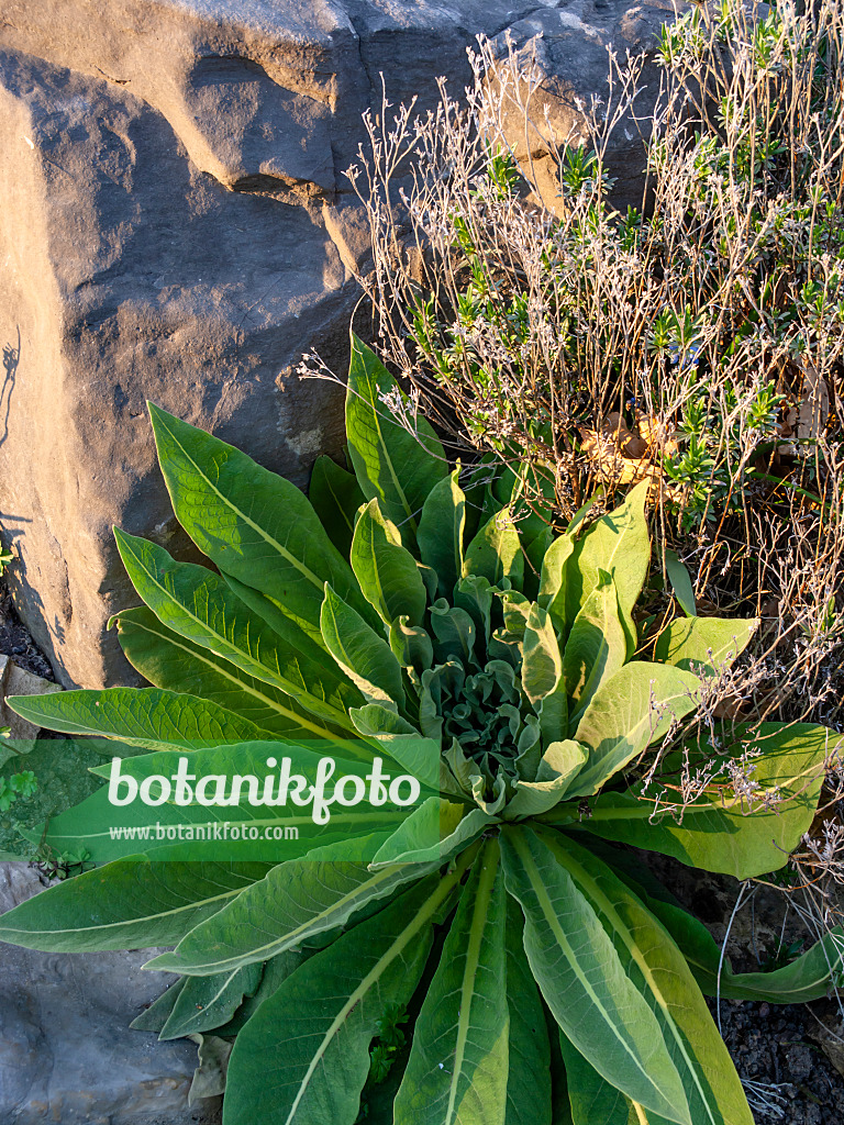 459034 - Showy mullein (Verbascum speciosum)