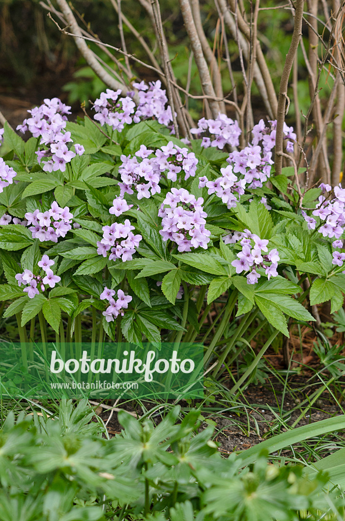 519186 - Showy toothwort (Cardamine pentaphyllos)