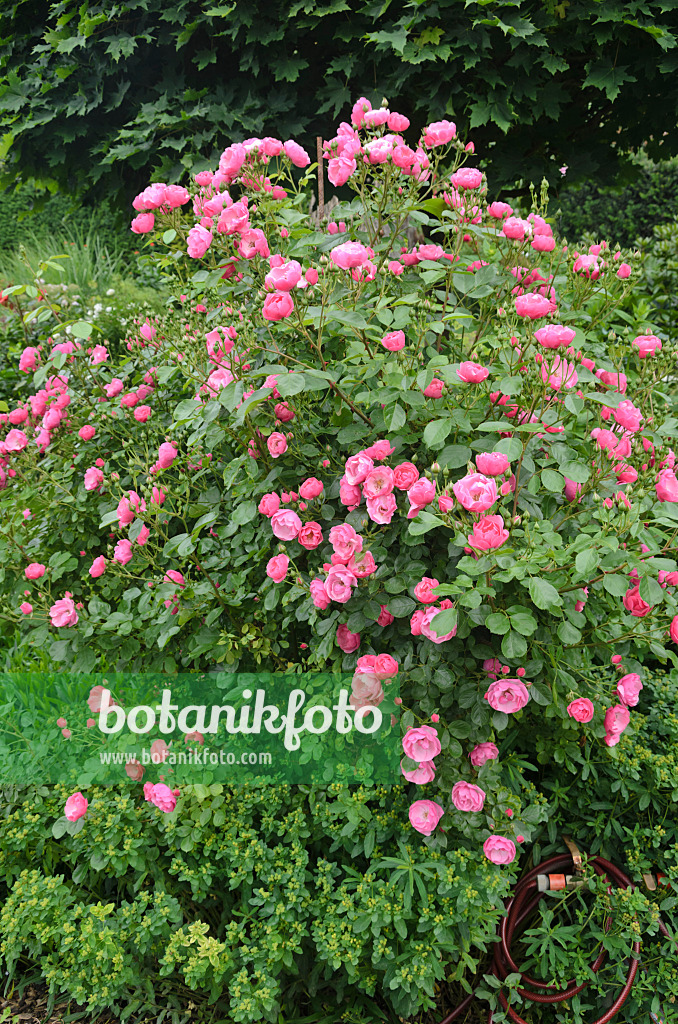 545128 - Shrub rose (Rosa Angela)