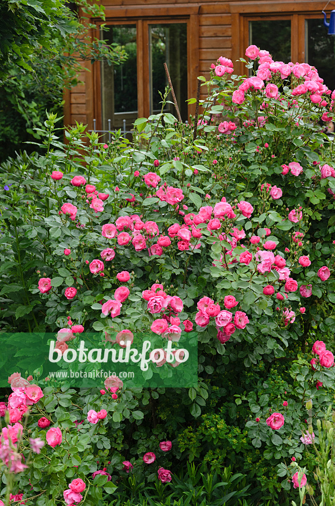 545142 - Shrub rose (Rosa Angela)