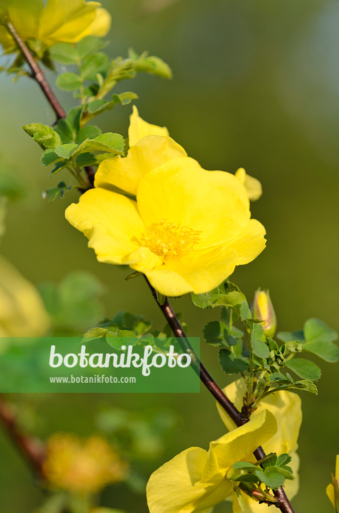 520196 - Shrub rose (Rosa Golden Chersonese)