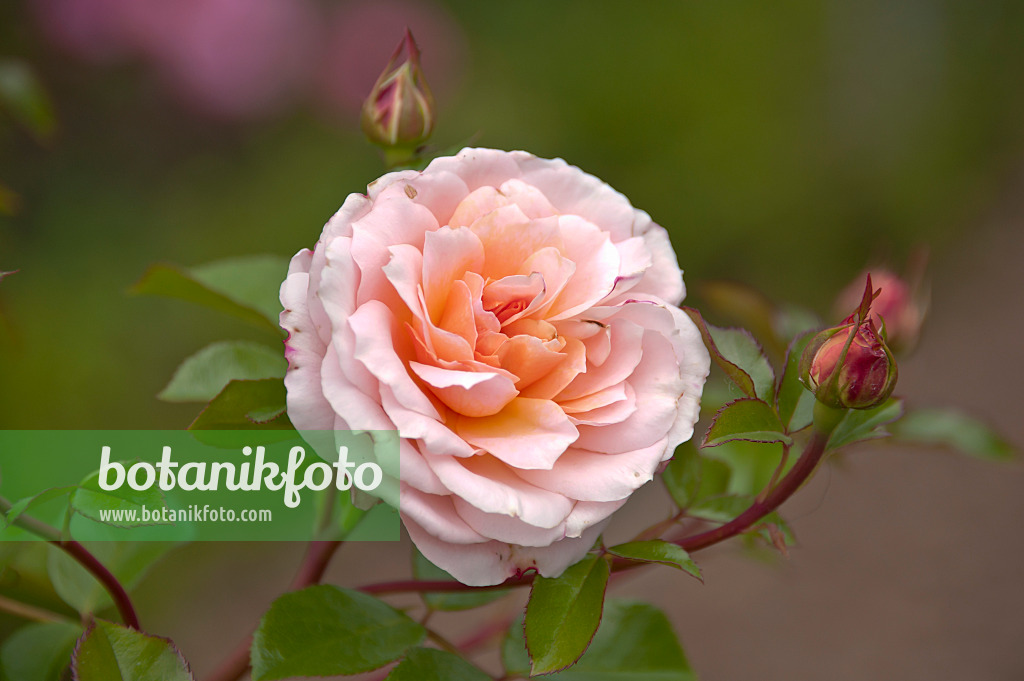 517420 - Shrub rose (Rosa Schloss Eutin)