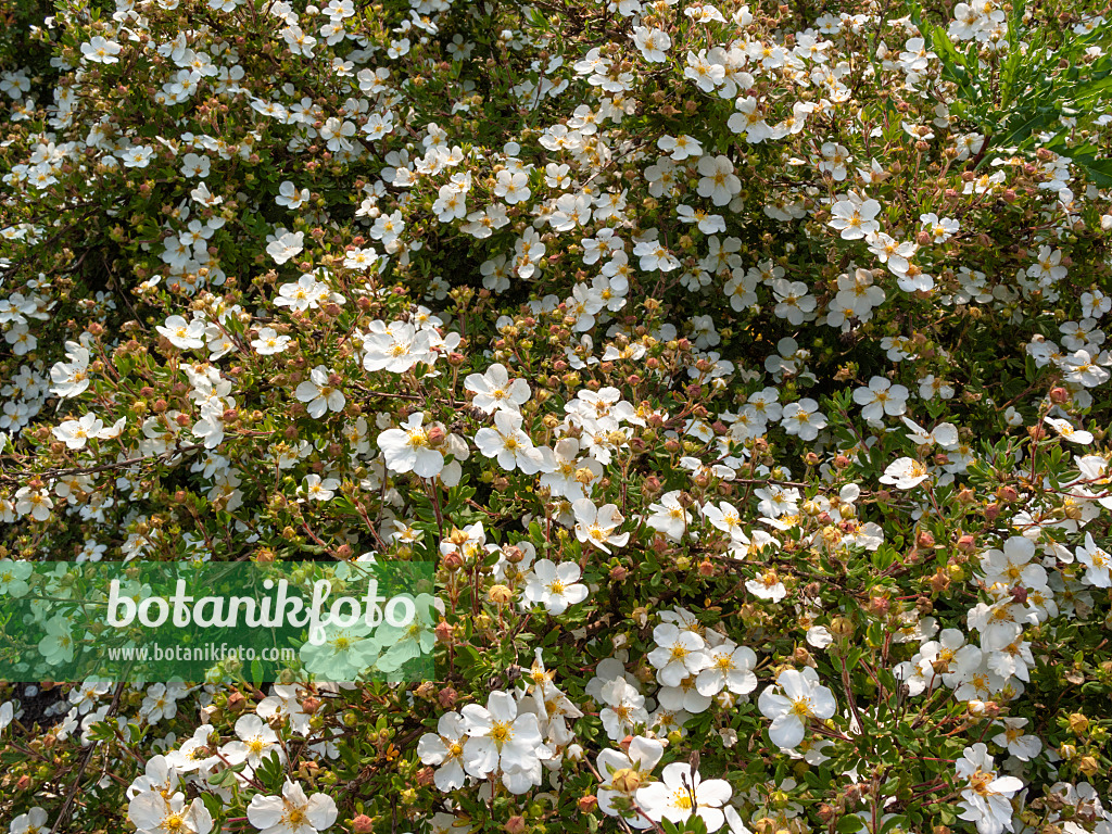 414030 - Shrubby cinquefoil (Potentilla fruticosa)