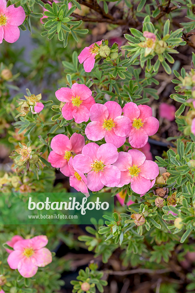 575205 - Shrubby cinquefoil (Potentilla fruticosa 'Bellissima')