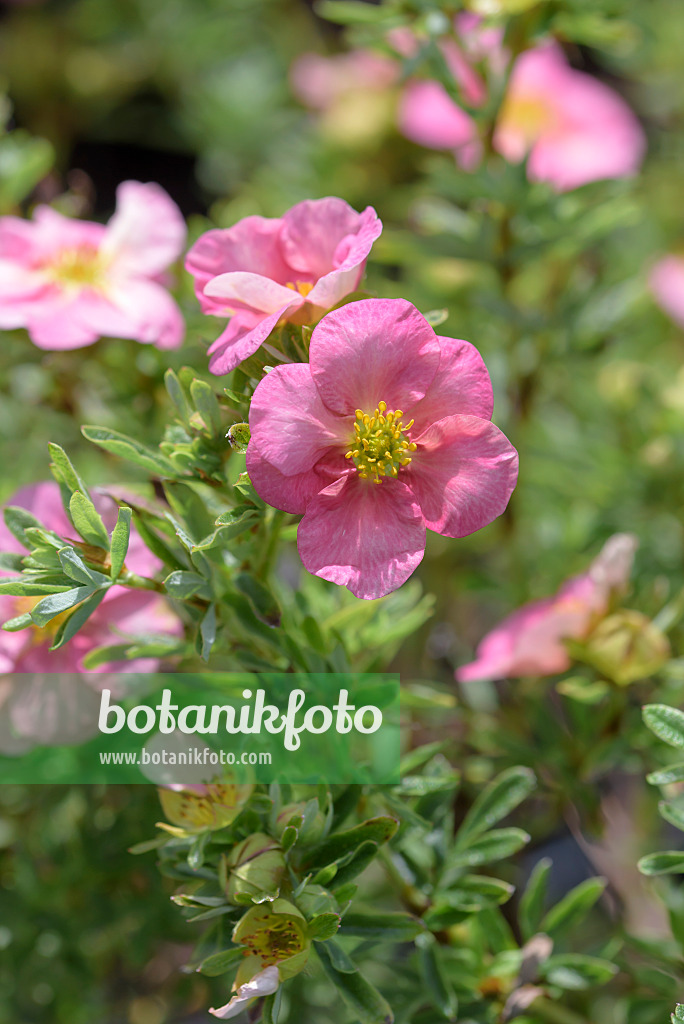 575206 - Shrubby cinquefoil (Potentilla fruticosa 'Bellissima')