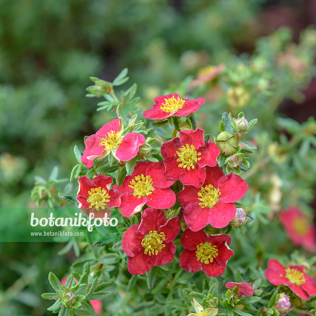 547232 - Shrubby cinquefoil (Potentilla fruticosa 'Danny Boy')