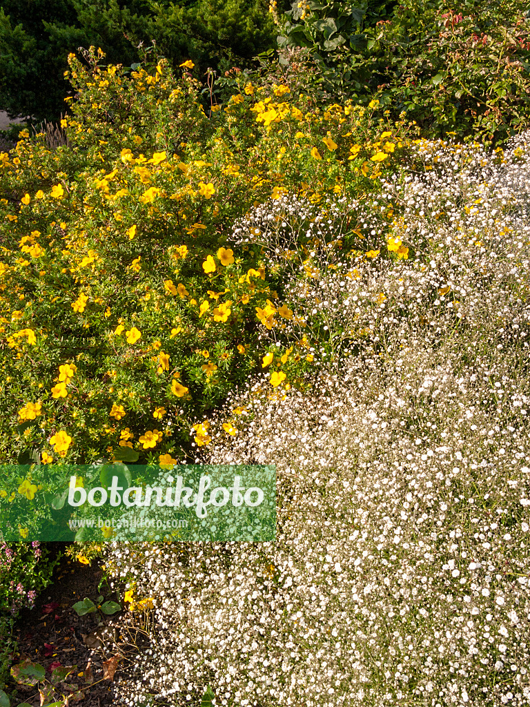 415021 - Shrubby cinquefoil (Potentilla fruticosa 'Farreri') and gypsophila (Gypsophila)