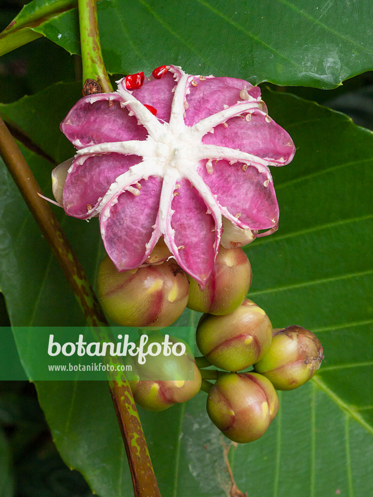 411135 - Shrubby simpoh (Dillenia suffruticosa)