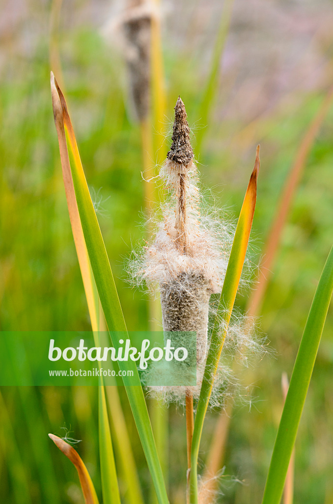 536180 - Shuttleworth's bulrush (Typha shuttleworthii)