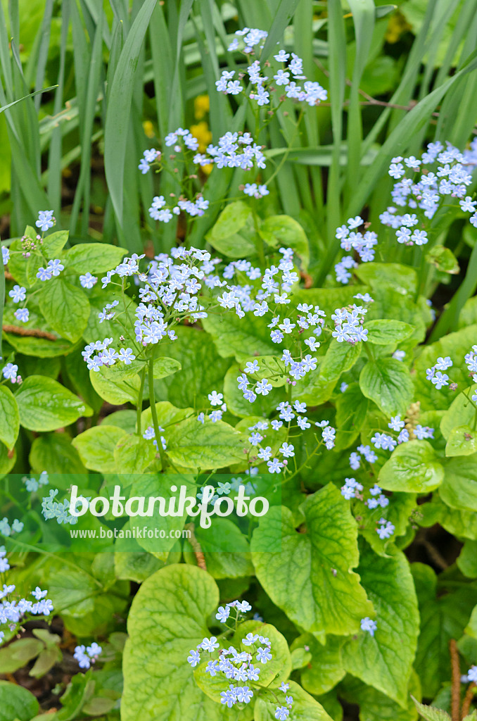 556027 - Siberian bugloss (Brunnera macrophylla 'Henry's Eyes' syn. Myosotis macrophylla 'Henry's Eyes')