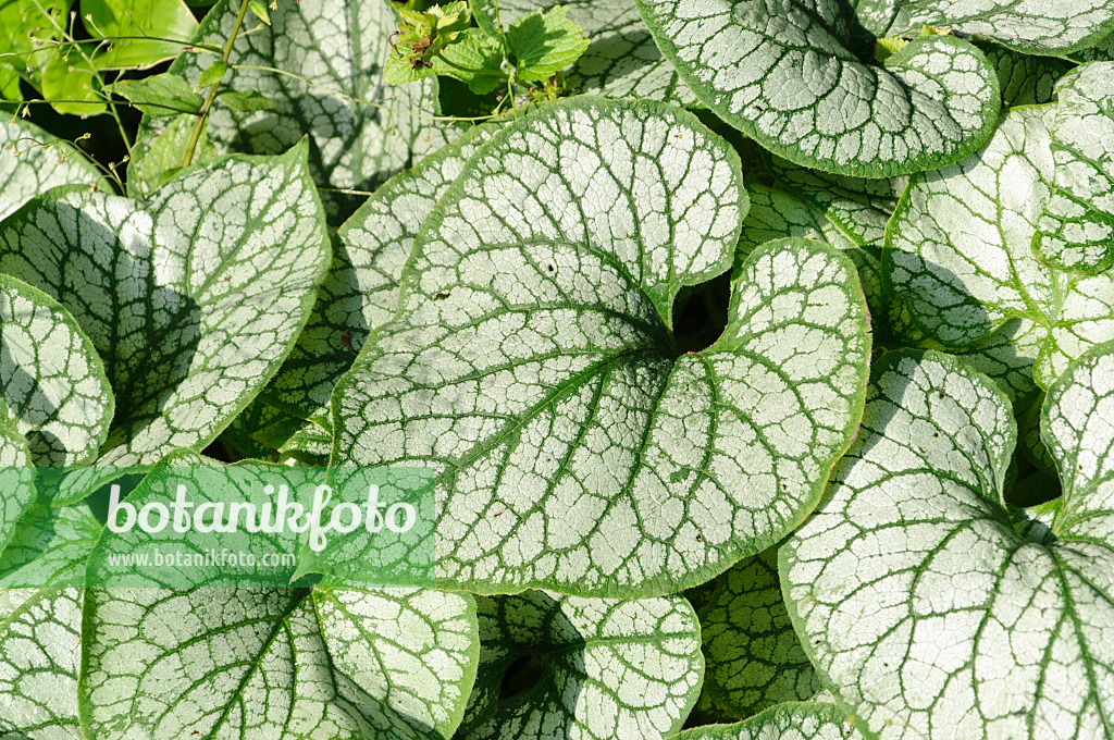 487050 - Siberian bugloss (Brunnera macrophylla 'Jack Frost' syn. Myosotis macrophylla 'Jack Frost')