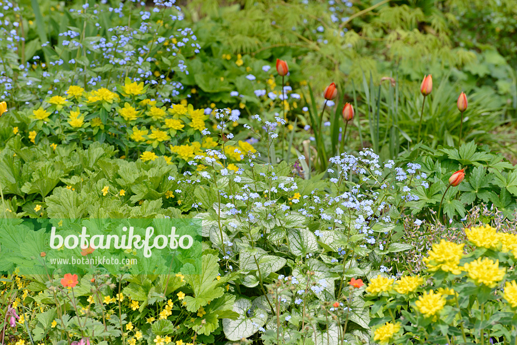 531232 - Siberian bugloss (Brunnera macrophylla 'Jack Frost' syn. Myosotis macrophylla 'Jack Frost'), cushion spurge (Euphorbia polychroma syn. Euphorbia epithymoides) and wild tulip (Tulipa whittallii)