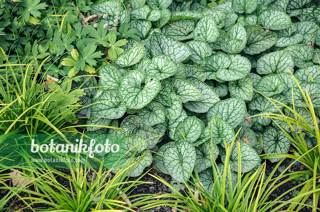 547096 - Siberian bugloss (Brunnera macrophylla 'Mr. Morse' syn. Myosotis macrophylla 'Mr. Morse')