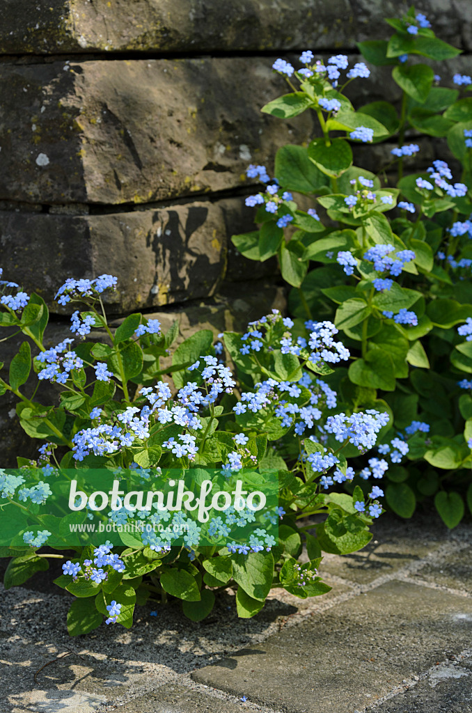 495227 - Siberian bugloss (Brunnera macrophylla syn. Myosotis macrophylla)