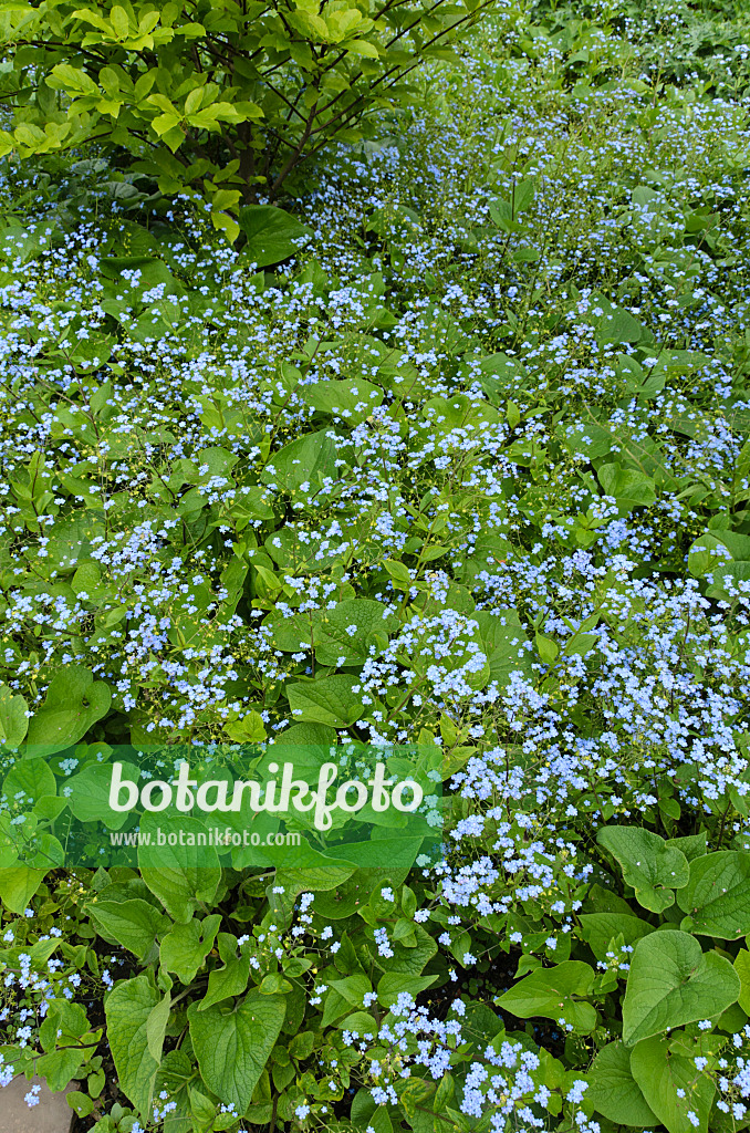 496072 - Siberian bugloss (Brunnera macrophylla syn. Myosotis macrophylla)