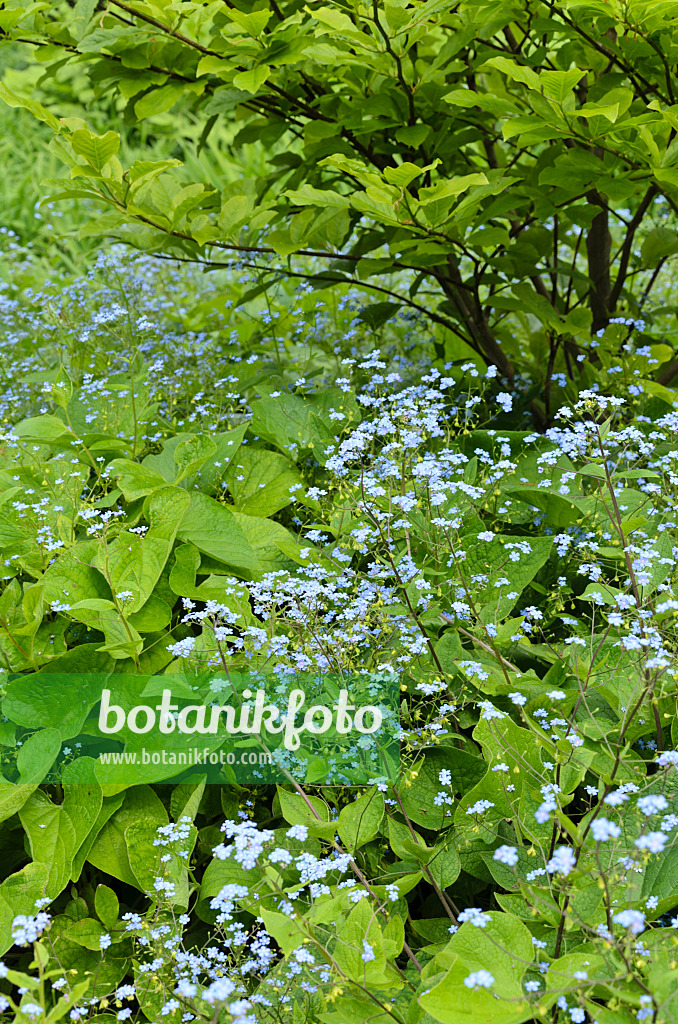 496075 - Siberian bugloss (Brunnera macrophylla syn. Myosotis macrophylla)