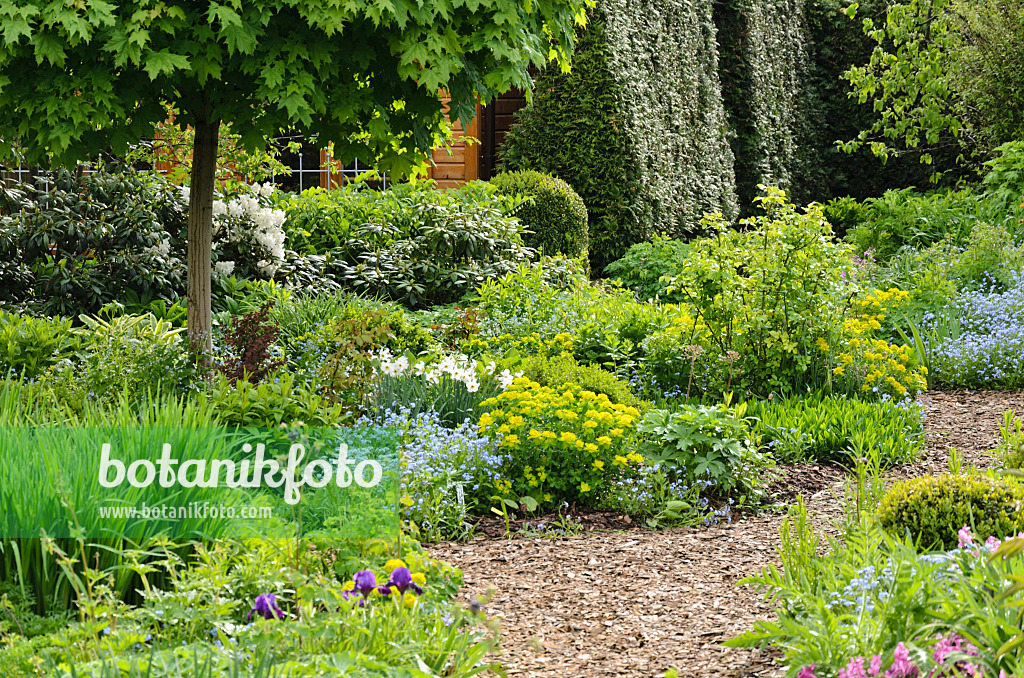 520152 - Siberian bugloss (Brunnera macrophylla syn. Myosotis macrophylla) and cushion spurge (Euphorbia polychroma syn. Euphorbia epithymoides) in a perennial garden