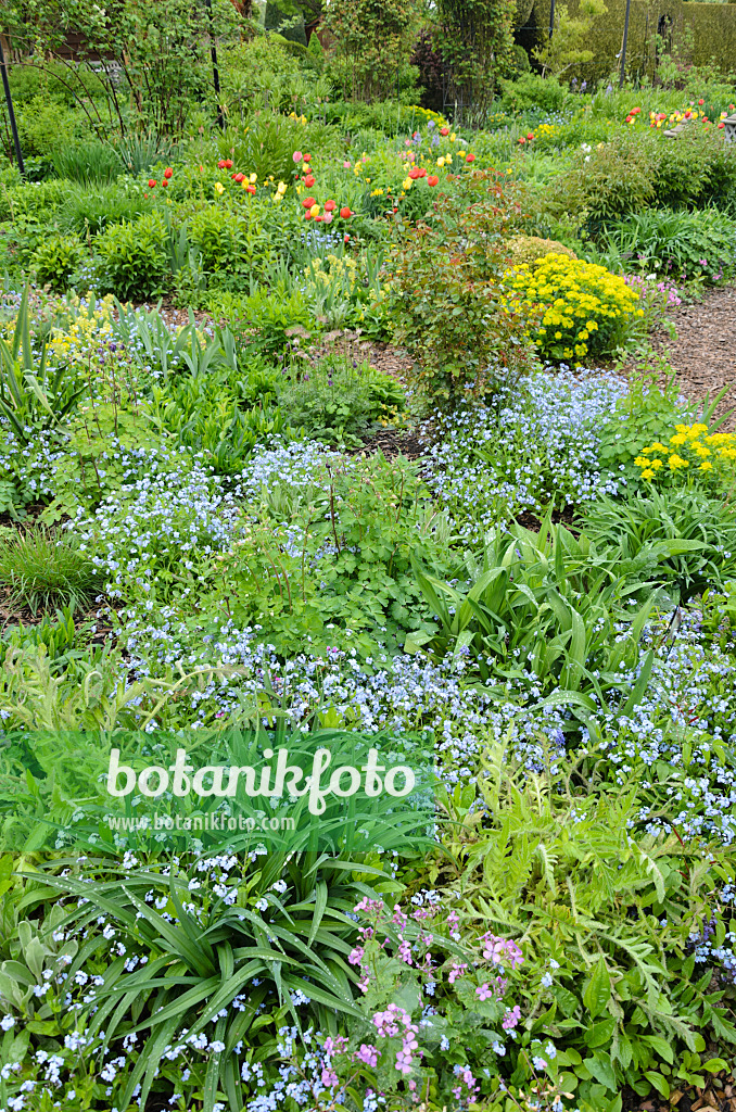 520159 - Siberian bugloss (Brunnera macrophylla syn. Myosotis macrophylla) in a perennial garden