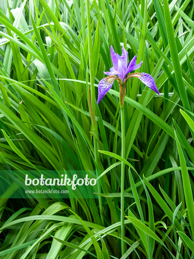 437440 - Siberian iris (Iris sibirica)