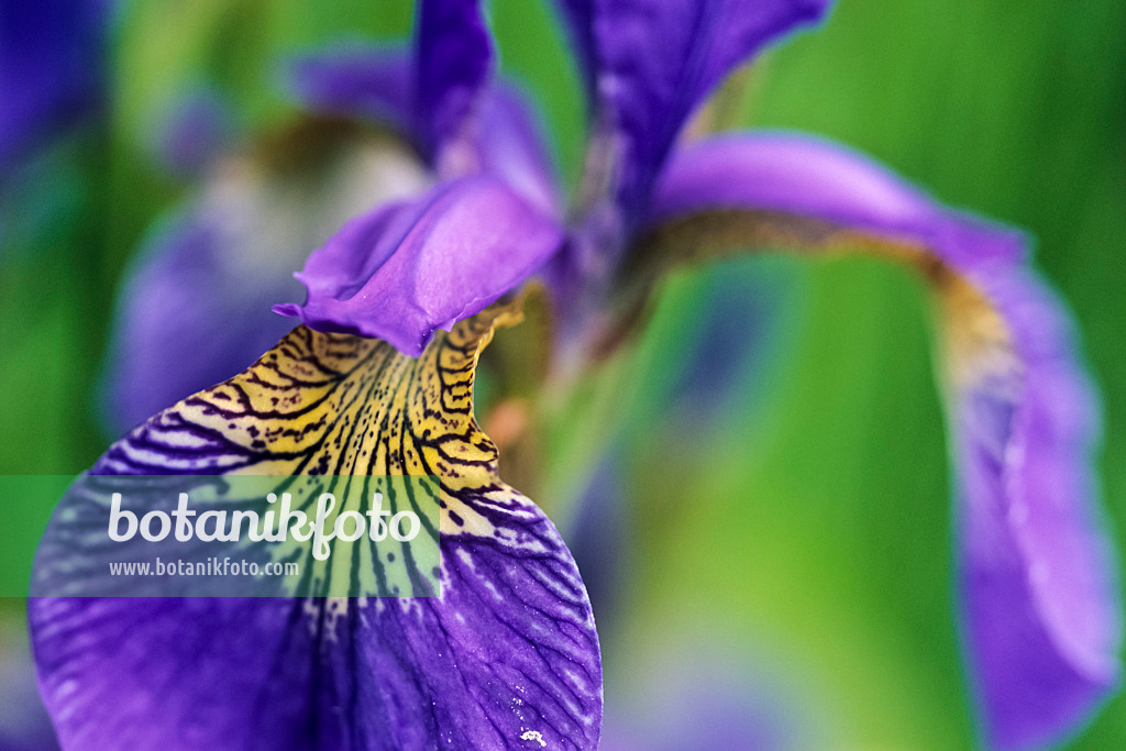 440205 - Siberian iris (Iris sibirica)