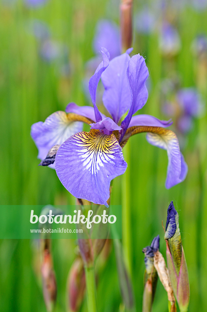 472254 - Siberian iris (Iris sibirica)