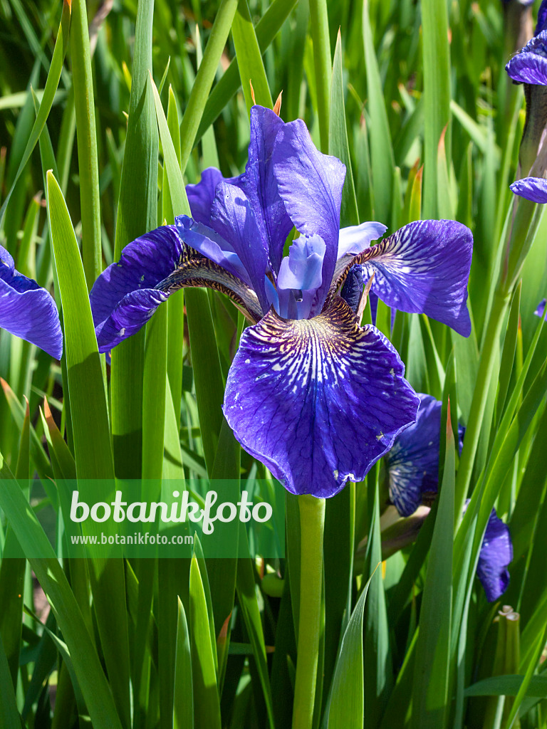 401254 - Siberian iris (Iris sibirica 'Blue Cape')