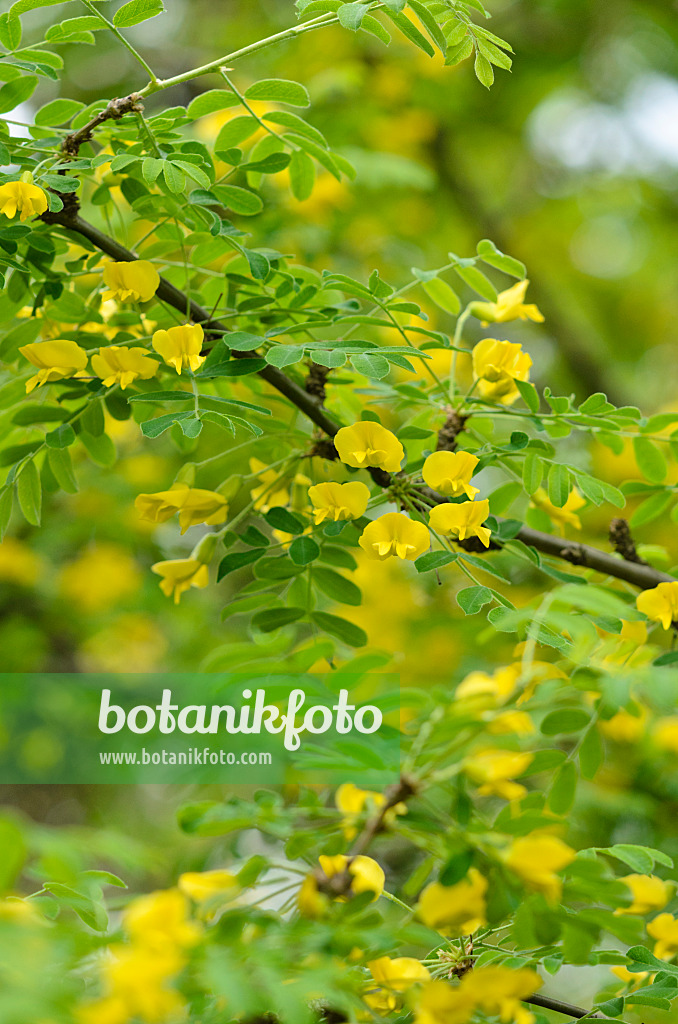 520097 - Siberian peashrub (Caragana arborescens)